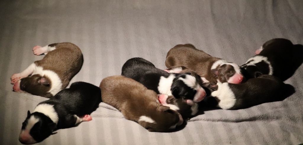 Du Reflet De L'Arken - Border Collie - Portée née le 16/08/2019